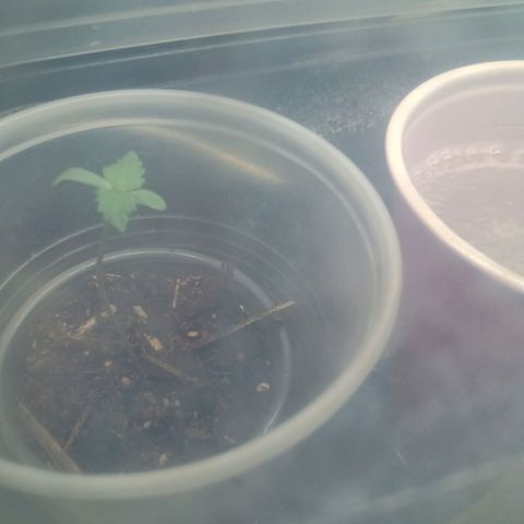 Gelato Cake growlog timeline photo