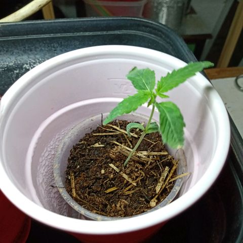 Gelato growlog timeline photo