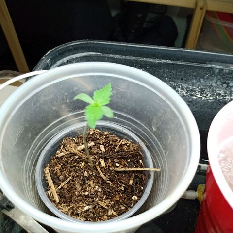 Gelato Cake growlog timeline photo