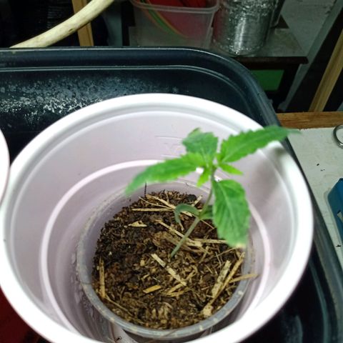 Gelato growlog timeline photo