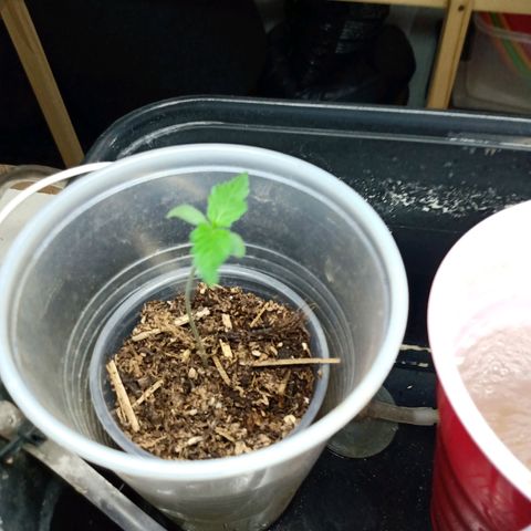 Gelato Cake growlog timeline photo