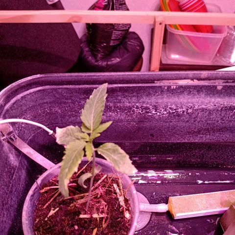 Gelato growlog timeline photo