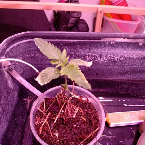 Gelato growlog timeline photo