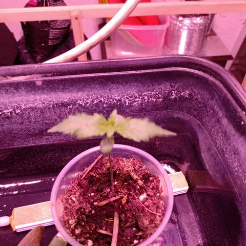 Gelato Cake growlog timeline photo