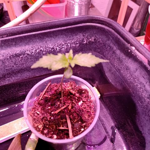Gelato Cake growlog timeline photo