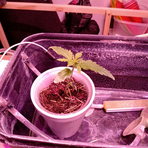 Gelato growlog timeline photo