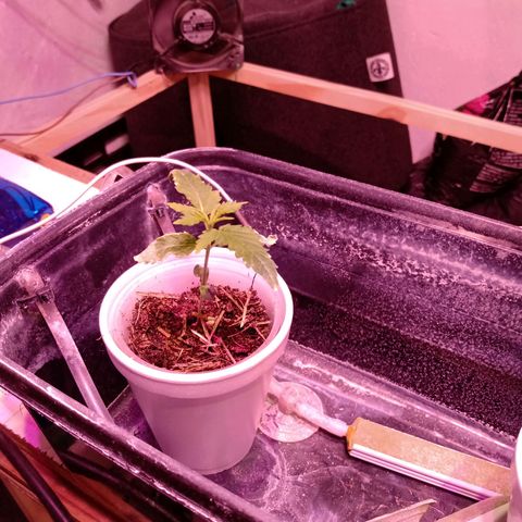 Gelato growlog timeline photo