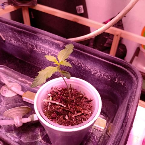 Gelato Cake growlog timeline photo
