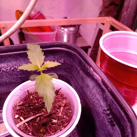 Gelato Cake growlog timeline photo