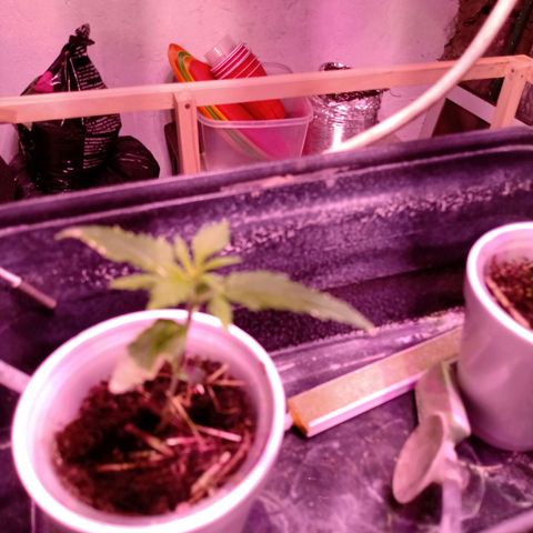 Gelato growlog timeline photo