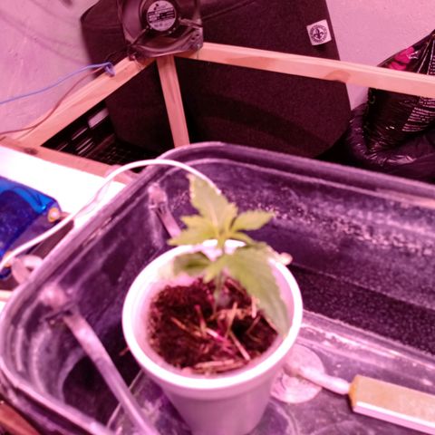 Gelato growlog timeline photo