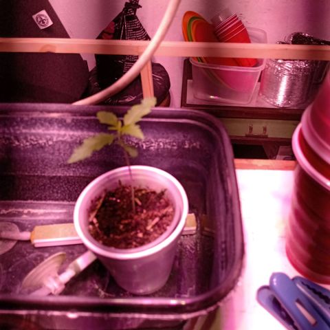 Gelato Cake growlog timeline photo