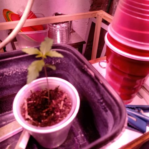Gelato Cake growlog timeline photo