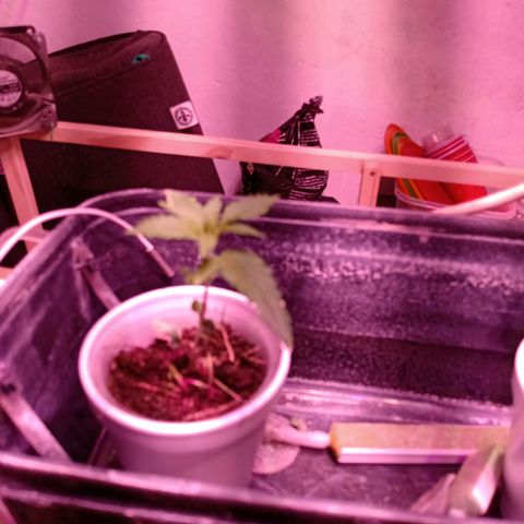 Gelato growlog timeline photo