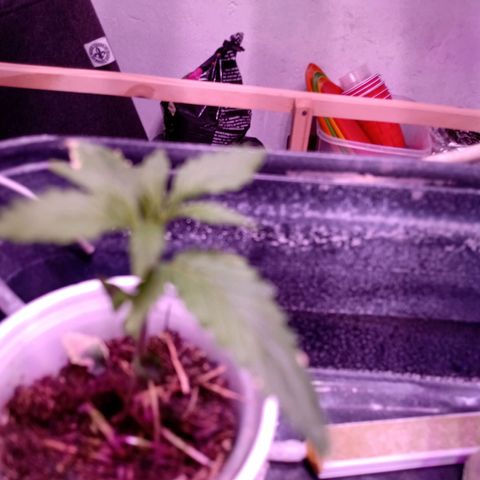 Gelato growlog timeline photo