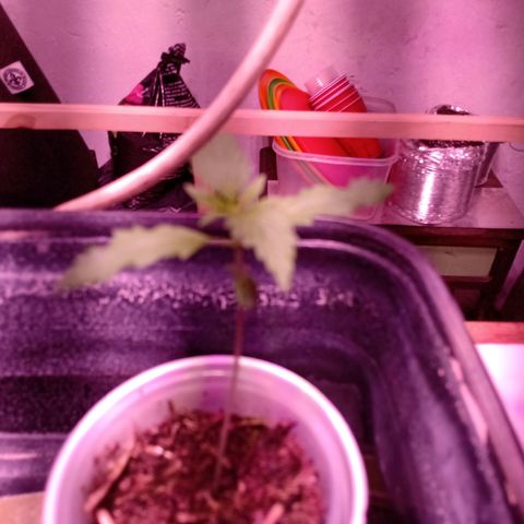 Gelato Cake growlog timeline photo