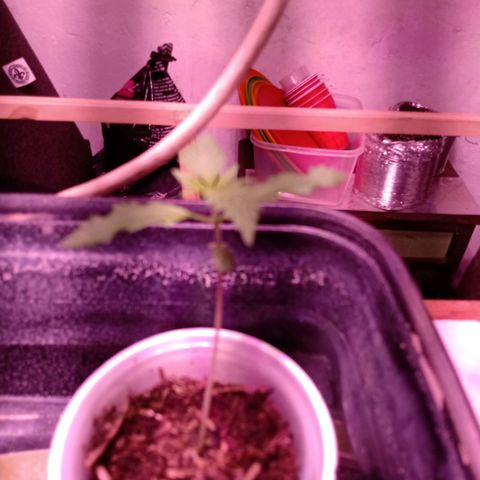 Gelato Cake growlog timeline photo