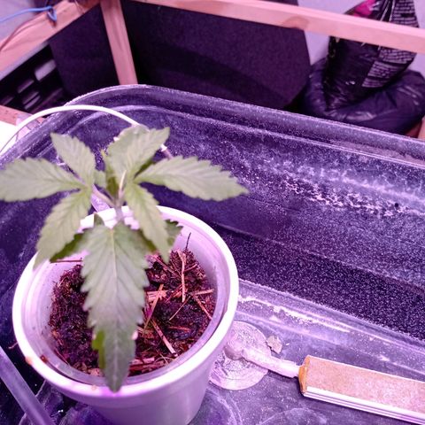 Gelato growlog timeline photo