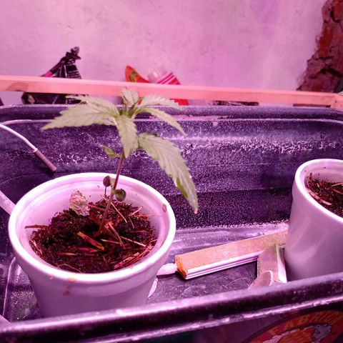 Gelato growlog timeline photo