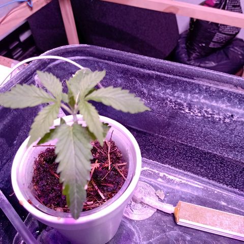 Gelato growlog timeline photo