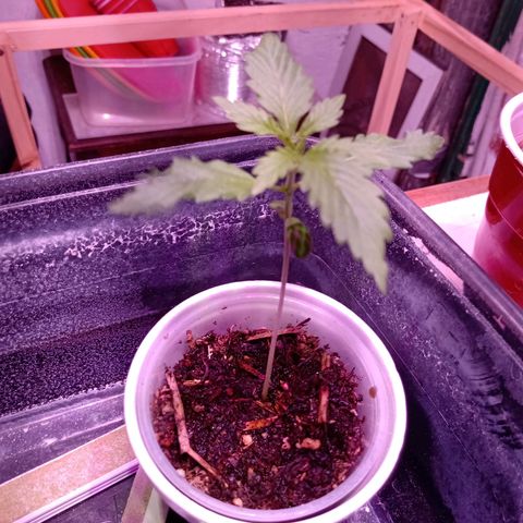 Gelato Cake growlog timeline photo