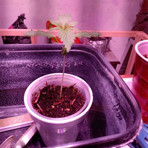 Gelato Cake growlog timeline photo