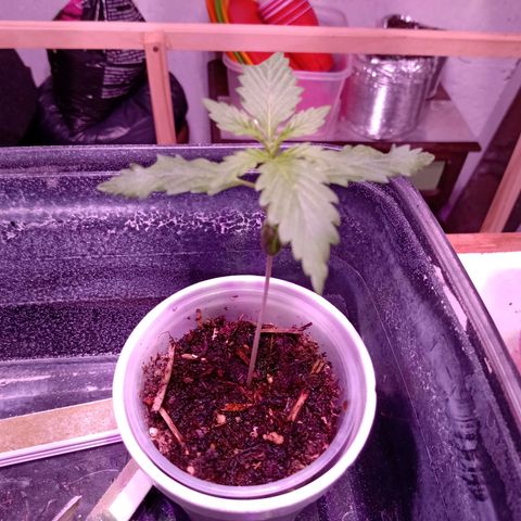 Gelato Cake growlog timeline photo