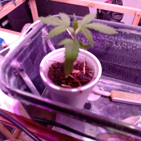 Gelato growlog timeline photo