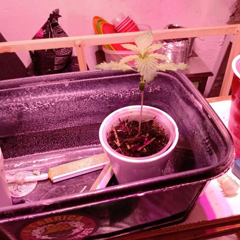 Gelato Cake growlog timeline photo