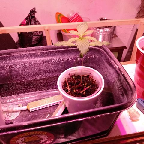 Gelato Cake growlog timeline photo