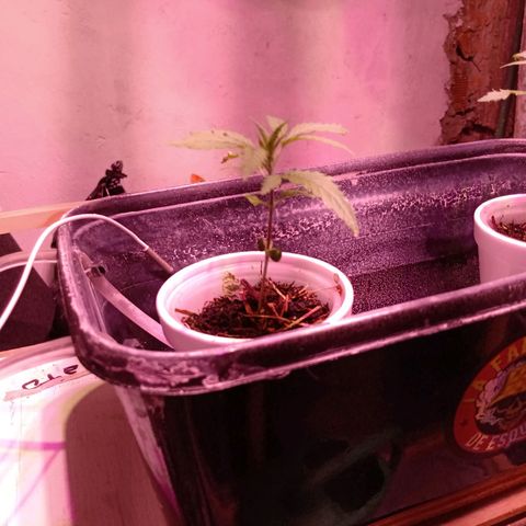 Gelato growlog timeline photo