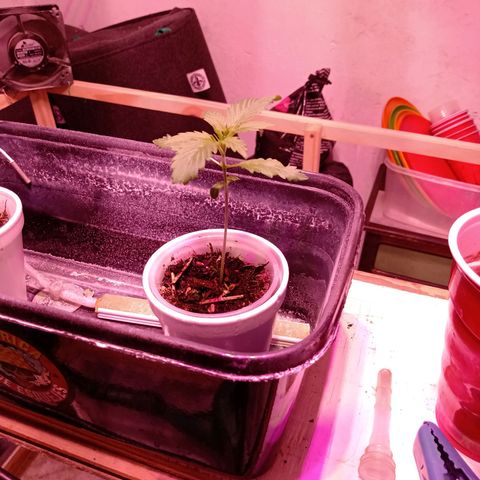 Gelato Cake growlog timeline photo