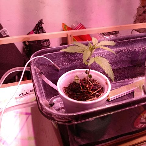 Gelato growlog timeline photo