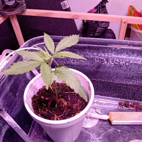 Gelato growlog timeline photo