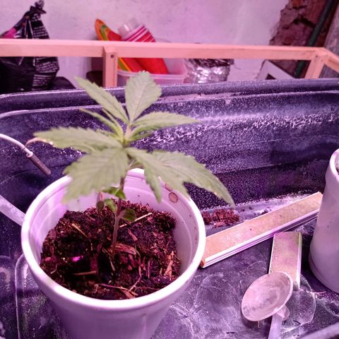 Gelato growlog timeline photo