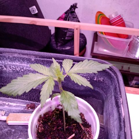Gelato Cake growlog timeline photo