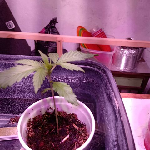 Gelato Cake growlog timeline photo