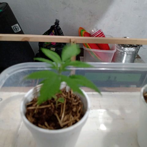 Gelato growlog timeline photo
