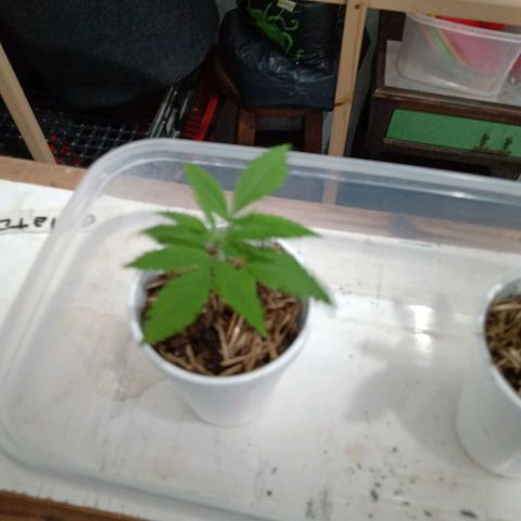 Gelato growlog timeline photo
