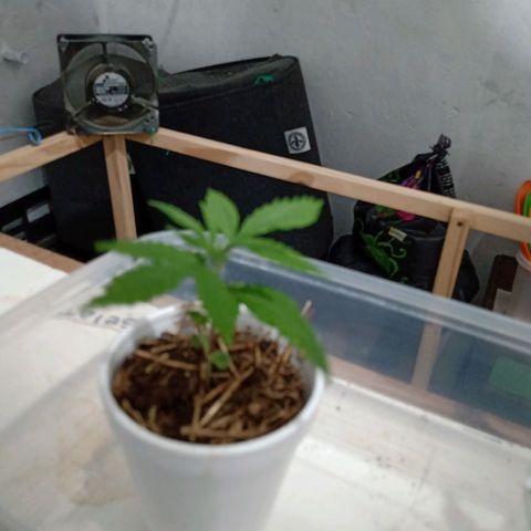 Gelato growlog timeline photo