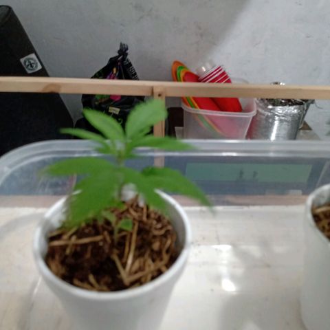 Gelato growlog timeline photo