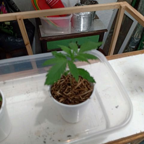Gelato Cake growlog timeline photo