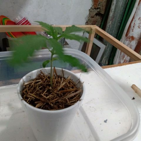 Gelato Cake growlog timeline photo
