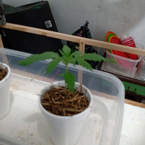 Gelato Cake growlog timeline photo