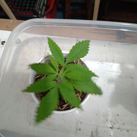 Gelato growlog timeline photo