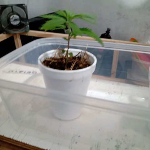 Gelato growlog timeline photo