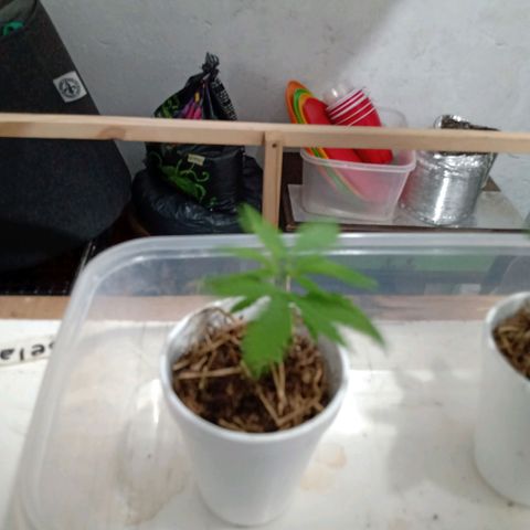 Gelato growlog timeline photo