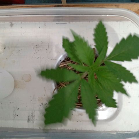Gelato Cake growlog timeline photo
