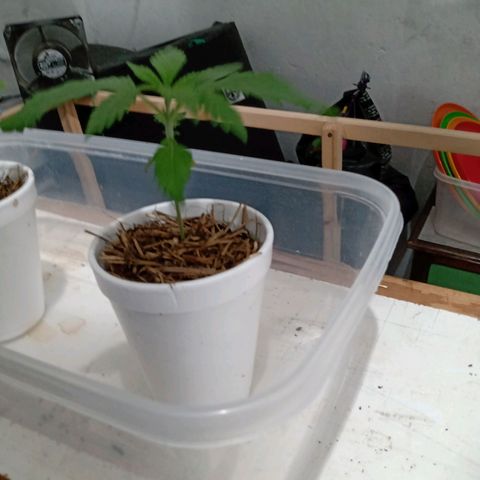 Gelato Cake growlog timeline photo