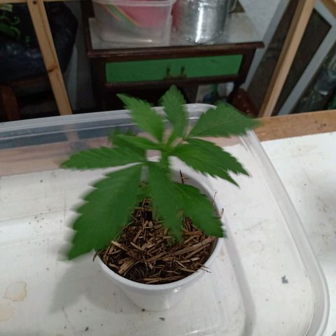 Gelato Cake growlog timeline photo